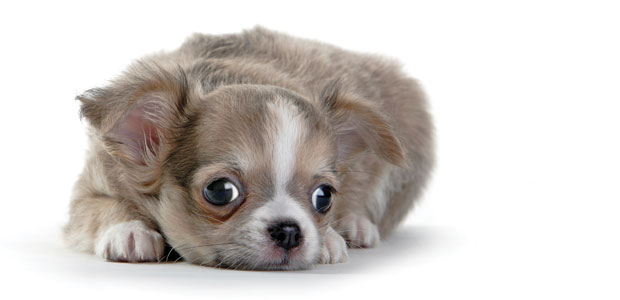 Welcoming Home Fido and Fluffy