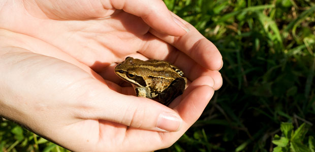 Dangers of Releasing Invasive Species into the Environment