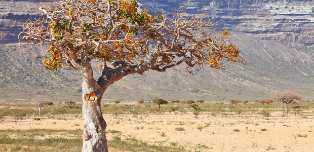 Grateful for Guggulipid