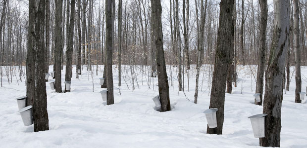 Will Climate Change Threaten Our Beloved Maple Syrup? It’s Hard to Tell