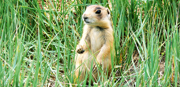 Wildlife Wednesday: Utah Prairie Dog