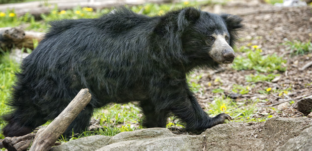 Wildlife Wednesday: Sloth Bears