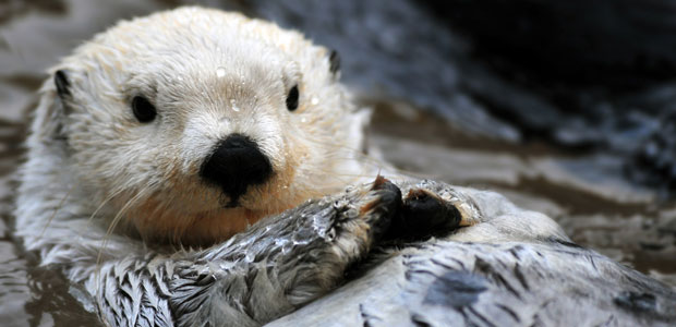 Sea Otter Awareness Week