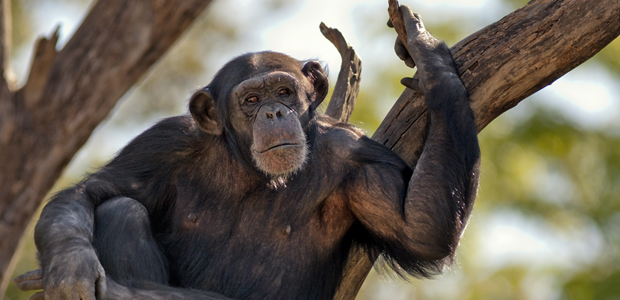 Wildlife Wednesday: Chimpanzee