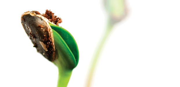 You Know You Make Me Wanna Sprout!