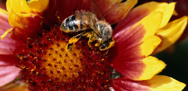 Reviving the Art of Poulticing