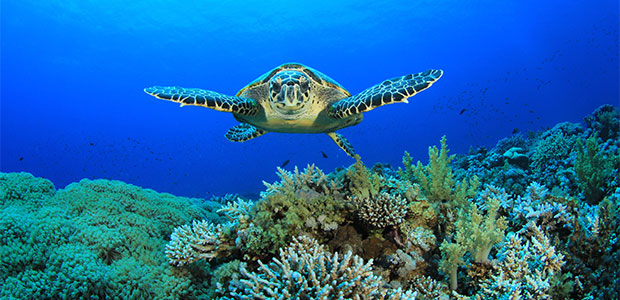 Make a Splash on World Oceans Day!