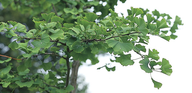 Ginkgo Biloba