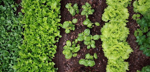 It’s Time to Get your Garden Ready!