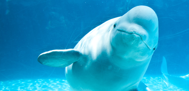 Wildlife Wednesday: Beluga Whale