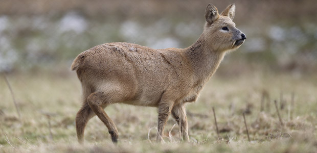 Wildlife Wednesday: Chinese Water Deer