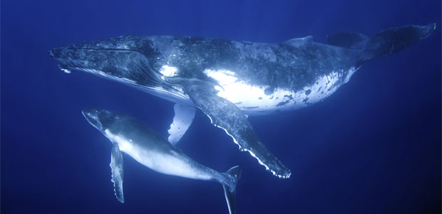 Wildlife Wednesday: Humpback Whale Washes Up on Land; Marine Debris Blamed