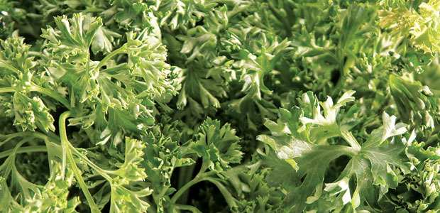 Parsley