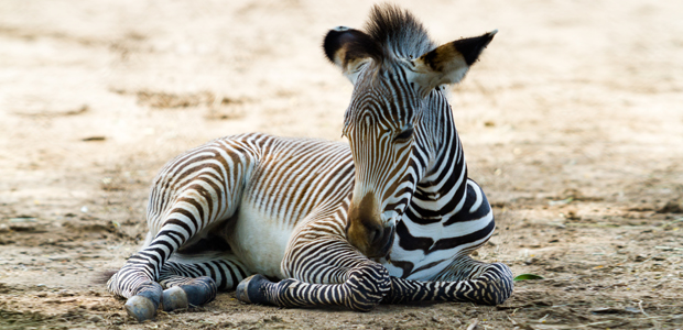 Wildlife Wednesday: Grevy’s Zebras