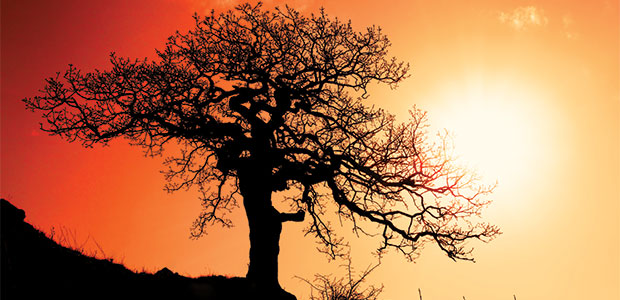 What’s Killing Old Trees?