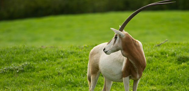 Wildlife Wednesday: Scimitar-Horned Oryx