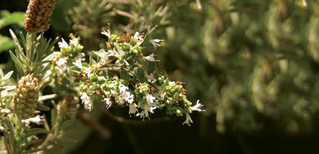 Does Your Oregano Measure Up?