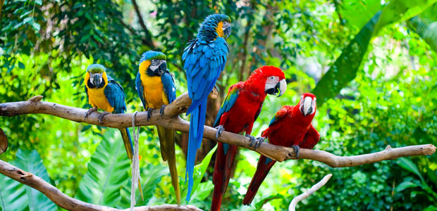 Wildlife Wednesday: Macaw
