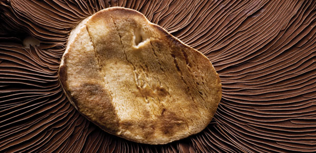 Incredible Mushrooms