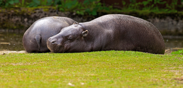 Wildlife Wednesday: Pygmy Hippopotamus