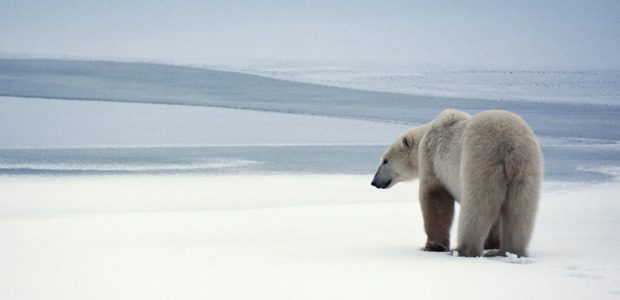 Miscellaneous Green Files