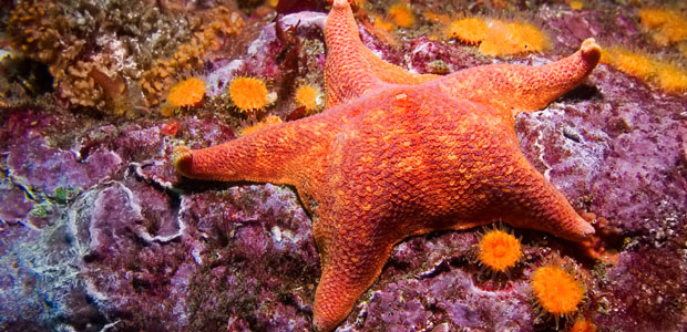 Wildlife Wednesday: Sea Star