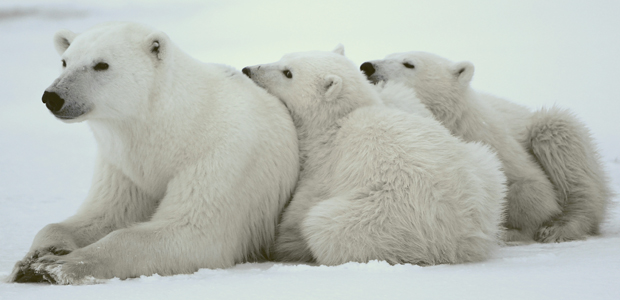 Wildlife Wednesday: Polar Bear