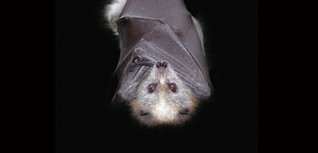 Now You See Them … Now You Don’t