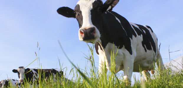 Cooking with Healthy Fats and Oils