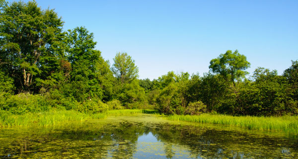 It’s World Wetlands Day