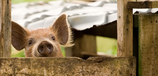 Down on the Factory Farm