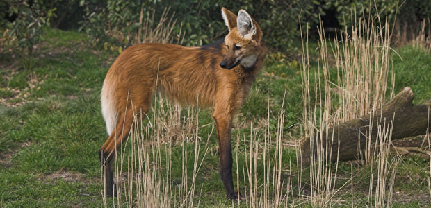 Wildlife Wednesday: Maned Wolf