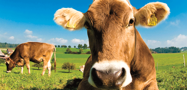 Where’s the Organic Beef?