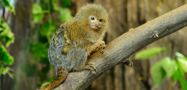 Wildlife Wednesday: Pygmy Marmoset