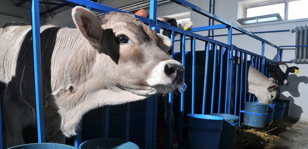 Go Meatless For World Water Day