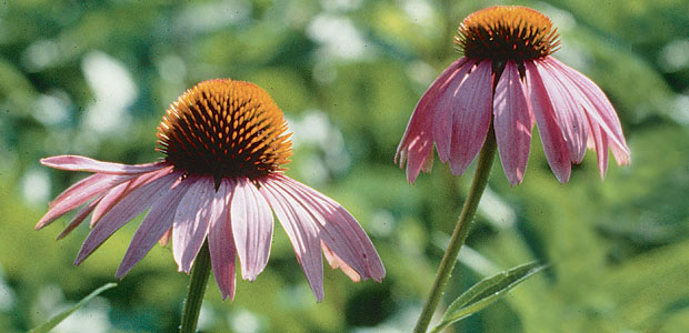 Echinacea