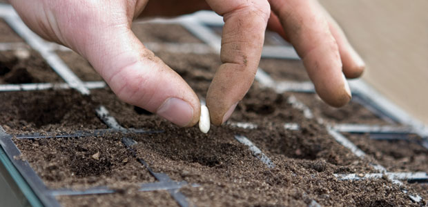 Let Us Consider What to Plant