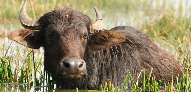 Wildlife Wednesday: Wild Water Buffalo