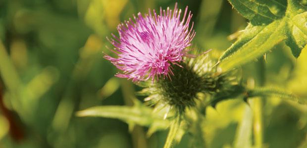 Looking at Breast Cancer, Naturally