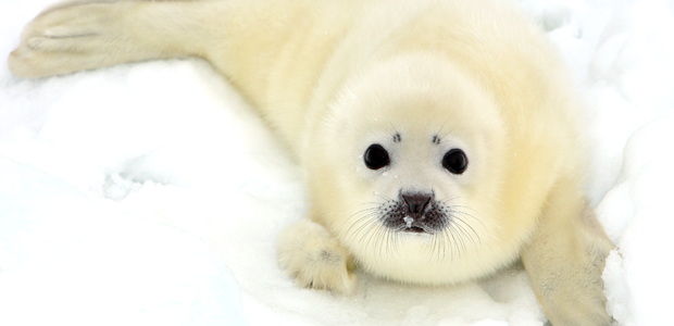 Wildlife Wednesday: Harp Seal