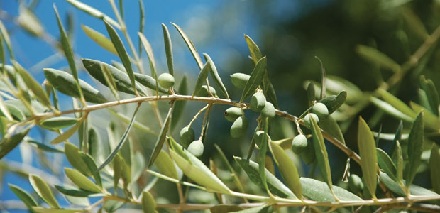Olive the Benefits
