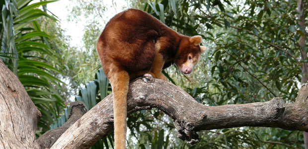 Wildlife Wednesday: Tree Kangaroo