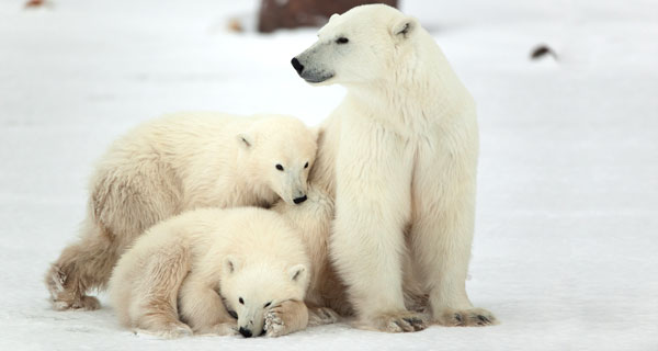 It’s International Polar Bear Day