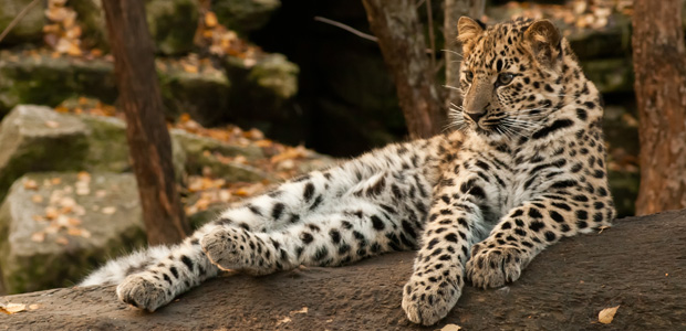 Wildlife Wednesday: Amur Leopard
