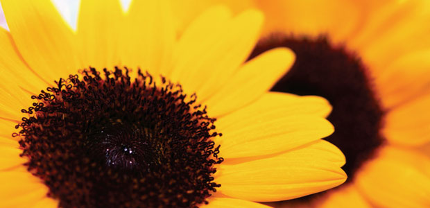 A Successful Transition to Health