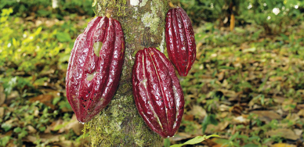 Eat Chocolate, Save a Tree