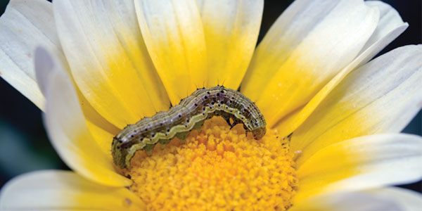 Control Garden Pests