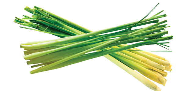 Lemon Grass