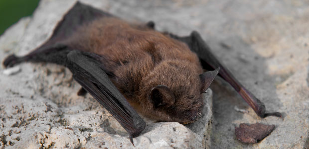 Wildlife Wednesday: Little Brown Bat