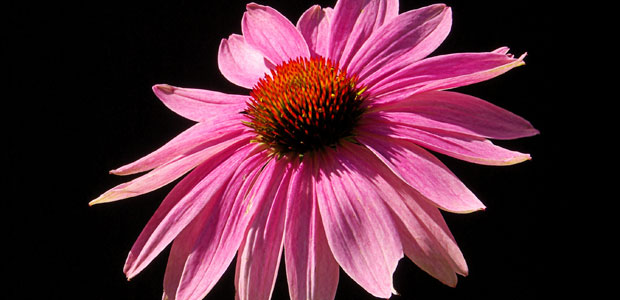 Herbs for Immune Health